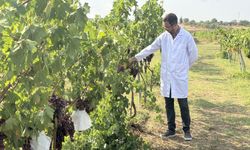 Tekirdağ'da 50 yeni üzüm çeşidi yetiştirildi