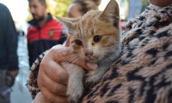 Mazgaldan düşen kedi yavrusu kurtarıldı