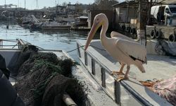 "Garip" adı verilen pelikan balıkçı barınağının maskotu oldu