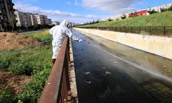 Sineklere karşı ilaçlama başladı