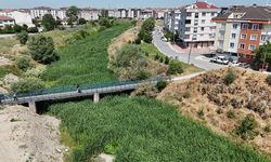 Koku ve yabani otlar yaşamı zorlaştırıyor