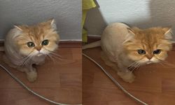 “Freya” yı bulana 5 bin TL ödül var