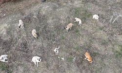 Çerkezköy'de 2 kişiyi köpek ısırdı