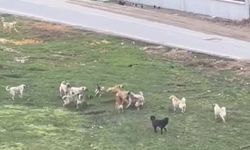 Köpek çeteleri korkutuyor