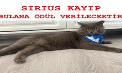 Kayıp Kedi İçin 20 Bin TL Ödül!