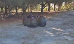 Piknik yerine çöp topladılar