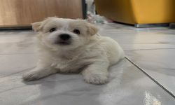 Minik köpeği bulana ödül var