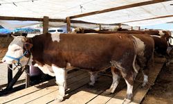 Kurban pazarı açıldı