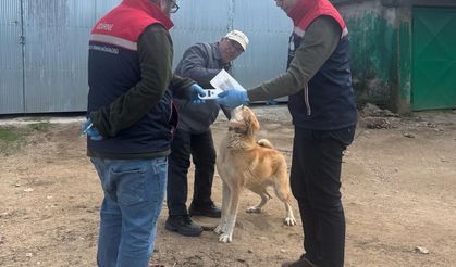 Sahipli hayvanlara yönelik aşılama ve çip uygulamaları sürüyor