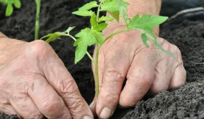 Alzheimer’da bahçeyle uğraşmak hastalığı yavaşlatabilir