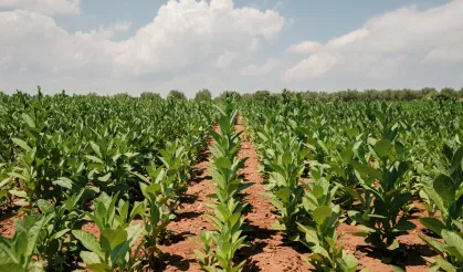 Tütün İhracatı 1 milyar doları aştı