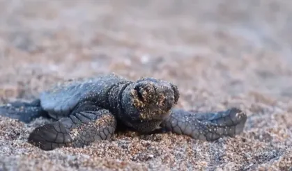40 bin 285 yavru deniz kaplumbağası denize ulaştı