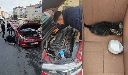Yavru kediler için seferber oldular