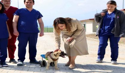Tekirdağ'da can dostlar için dev yatırım