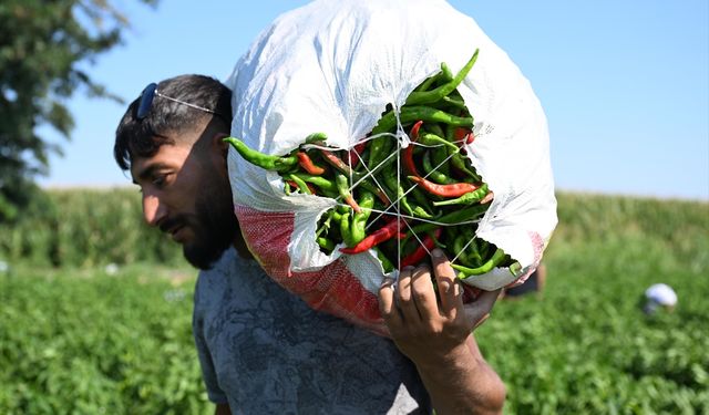 Karaağaç acı biberinde hasat mesaisi başladı