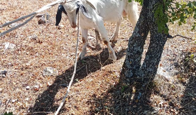 Mağarada mahsur kalan keçiyi AFAD kurtardı