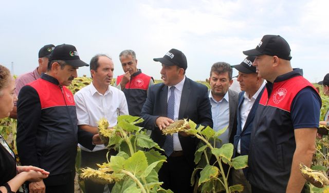 Yerli tohumdan üretilen ayçiçeğinin hasadı yapıldı