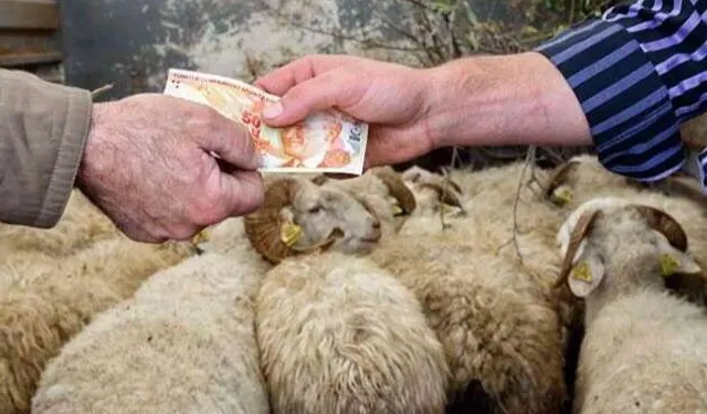 Kurbanlıklar yüzde 25 arttı...