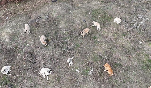 Çerkezköy'de 2 kişiyi köpek ısırdı