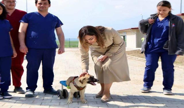 Tekirdağ'da can dostlar için dev yatırım
