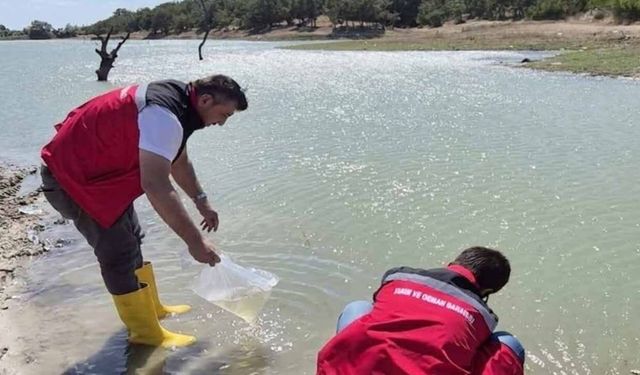 Kızılpınar Göleti’ne 15 bin adet balık bırakıldı