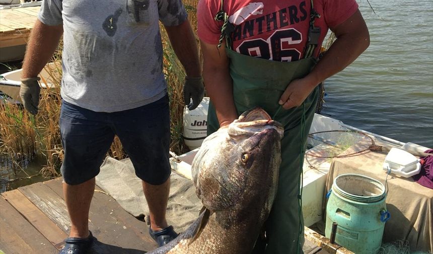 Meriç Nehri'nde 41 kilogramlık granyöz balığı yakaladı